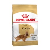 Ração Cocker Adulto 3 Kg da Royal Canin