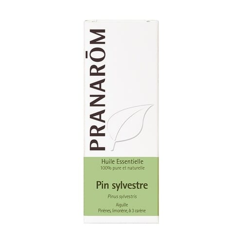 Pinheiro Silvestre Agulhas  